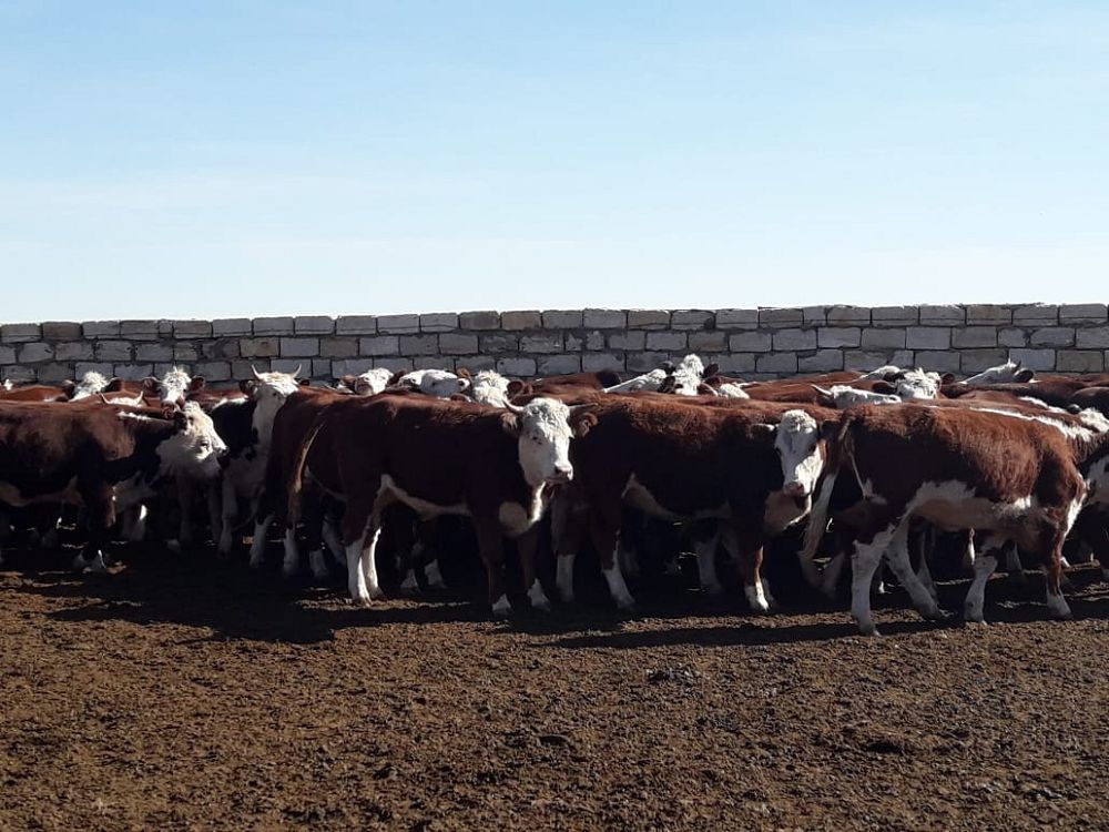 Et eksporty áleýetin arttyrý jolynda