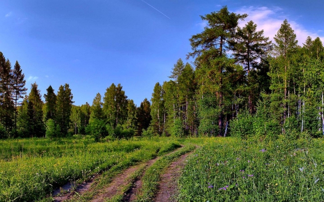 Ońtaılandyramyz dep ormandardy qurtyp almaıyq