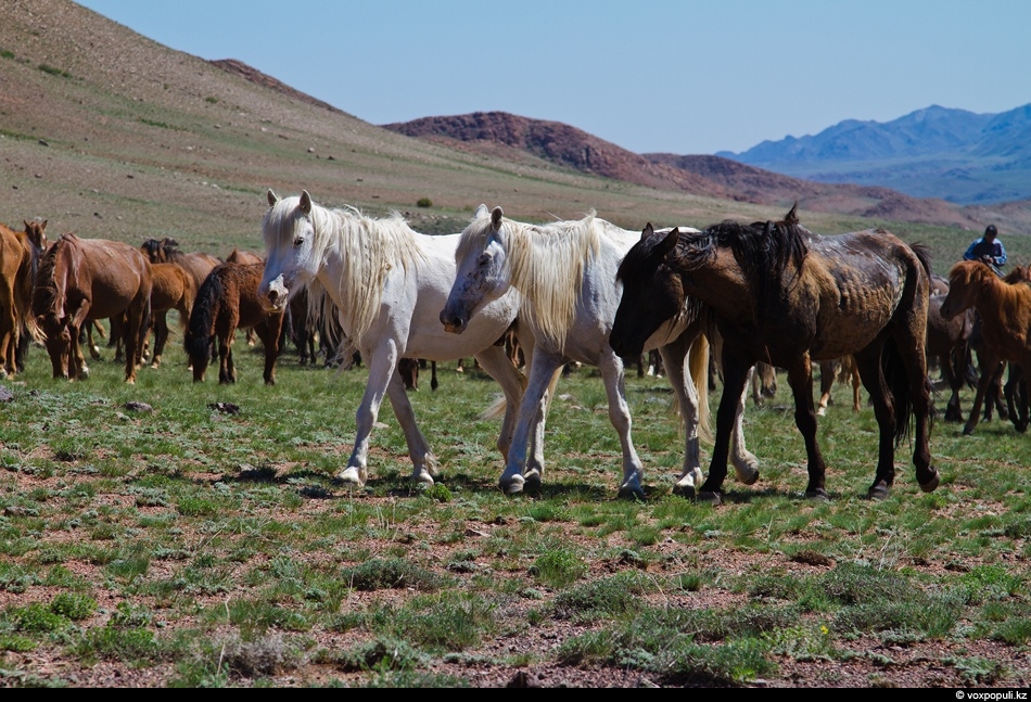 Qostanaıda urlanǵan maldyń 60 prosenti ıesine qaıtpaıdy