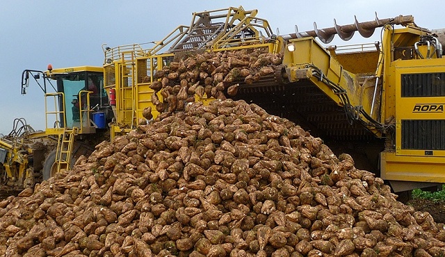 Qyzylsha sharýashylyǵy qarqyndy damyp keledi