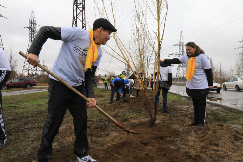 Pavlodar oblysynda otyrǵyzylǵan aǵashtardyń 70 paıyzy óspeı qalǵan  