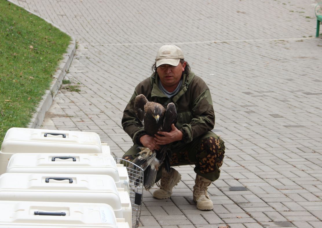 Búrkittiń balapandary erkindikke jiberildi