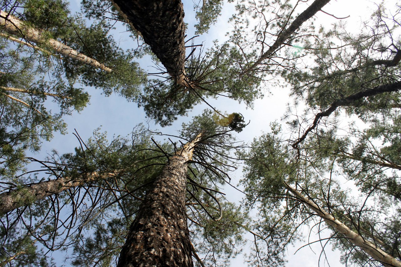 Pavlodarda ormanshylar janýarlardyń  azyǵyn daıyndaýda