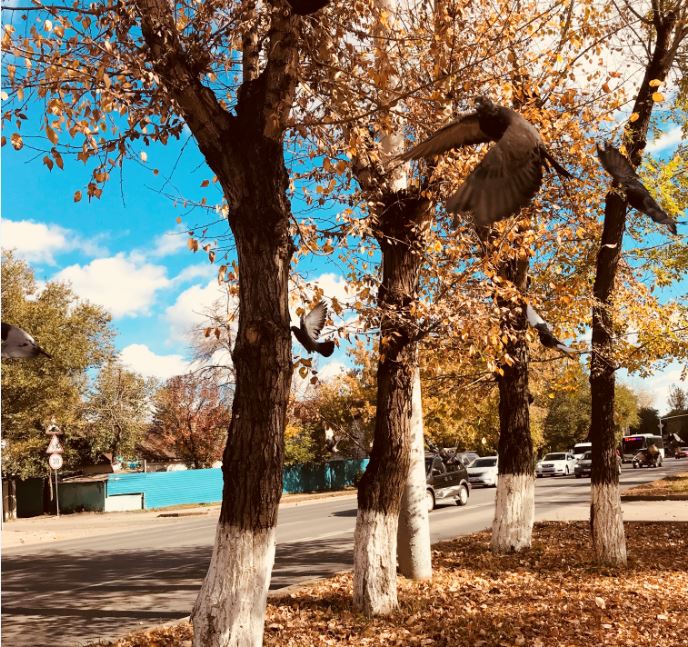 23-25 qazan: Jyly jáne jaýyn-shashynsyz