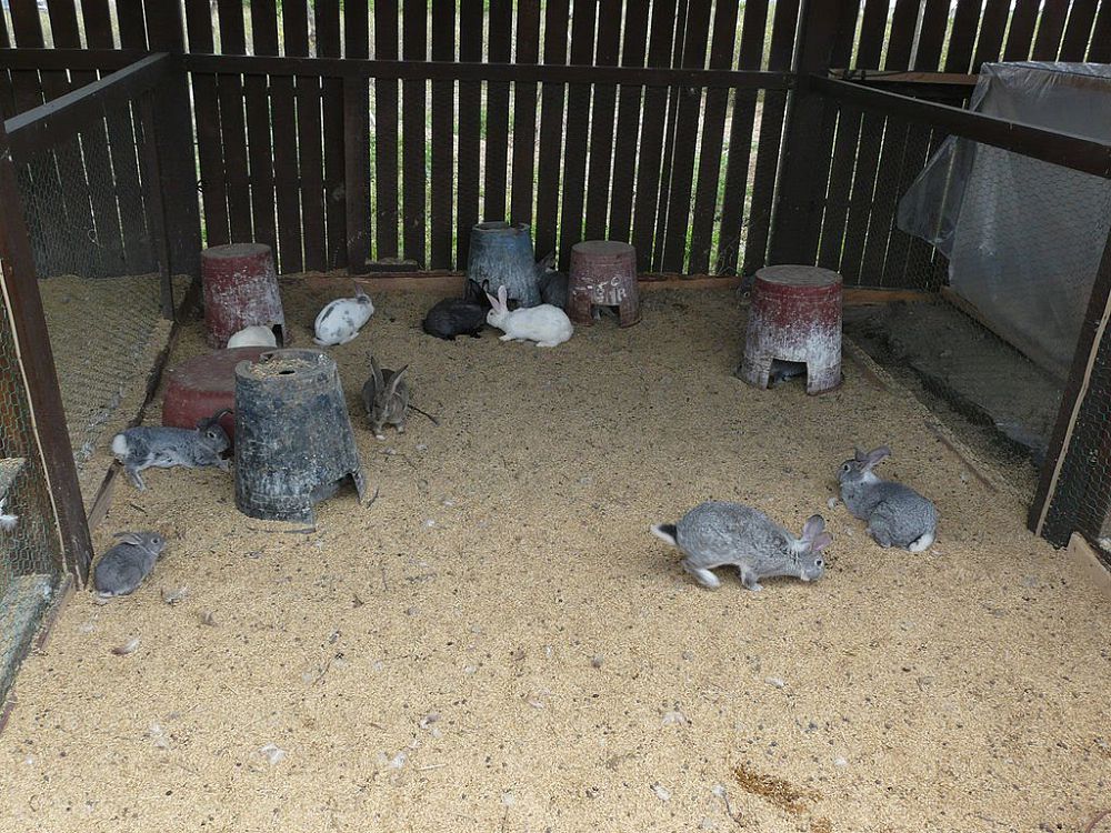  Qoıan ósirgen bala