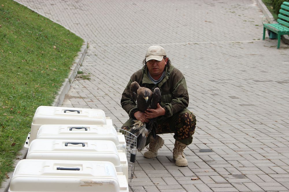 Qyrandardyń qanatyn qataıtqan