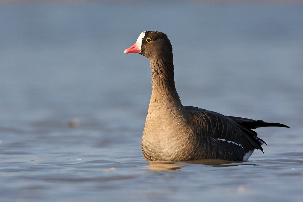 Qostanaıda «Brakoner» operasııasy 66 ákimshilik quqyq buzýshylyqty anyqtady