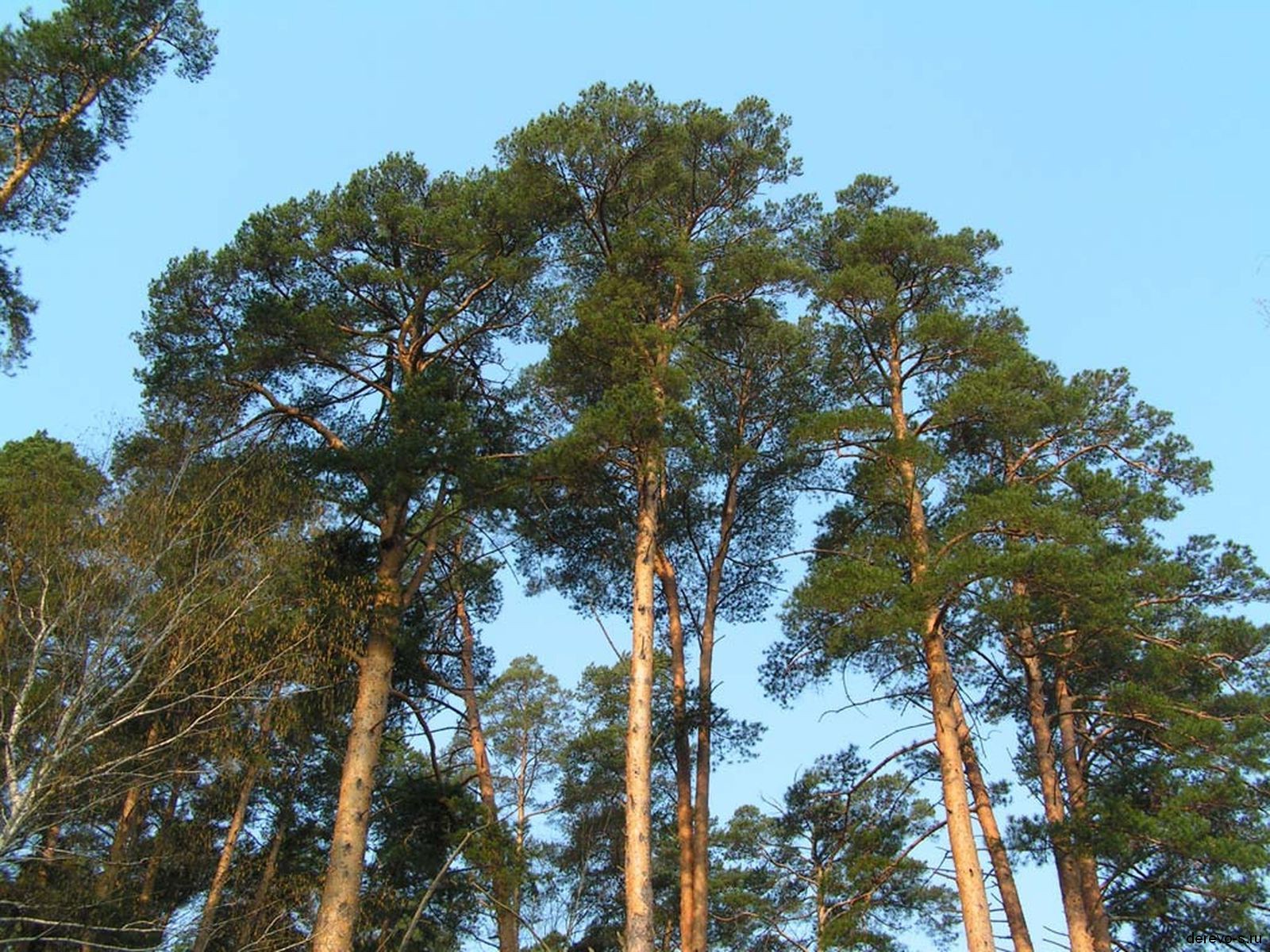 Janýarlarǵa kúrke jasap, azyq daıyndaıdy