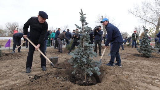 Aqtóbede bir táýlikte 10 myń aǵash otyrǵyzyldy
