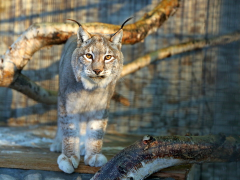 ShQO-da jol boıynda sileýsin júr