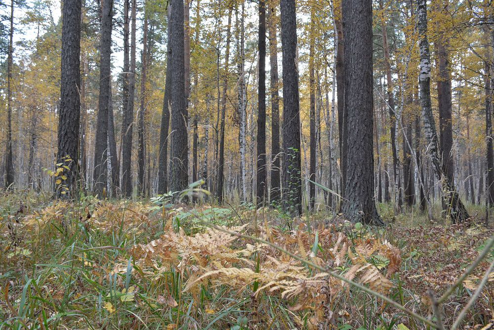 Ekinshi Býrabaı nemese Astana ormanynyń oń áseri
