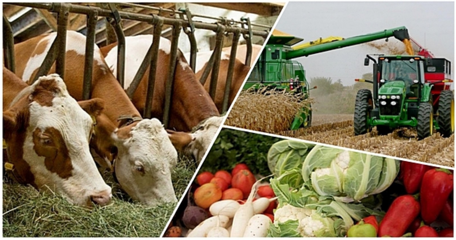 Qyzylorda oblysynda mal sany kóbeıip keledi