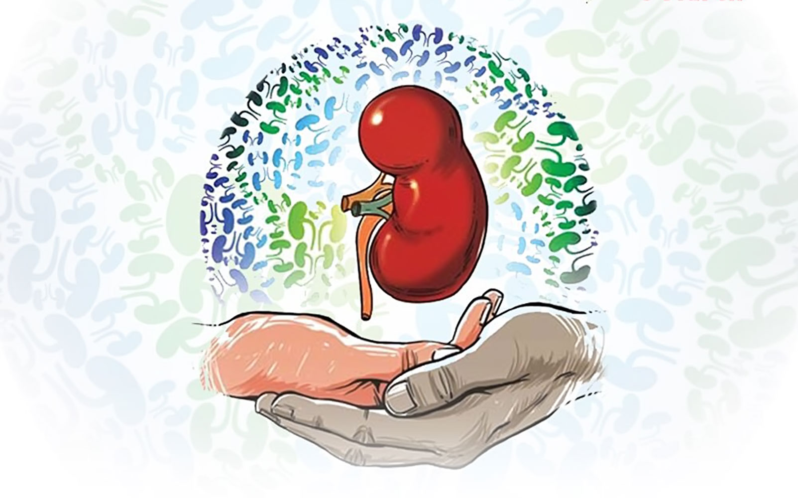 Máıittik donordyń mańyzdylyǵy zor