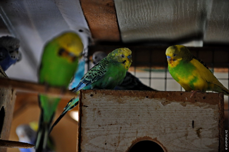 Soltústik Qazaqstanǵa tropıkalyq qustar men ekzotıkalyq janýarlardyń kórmesi keldi