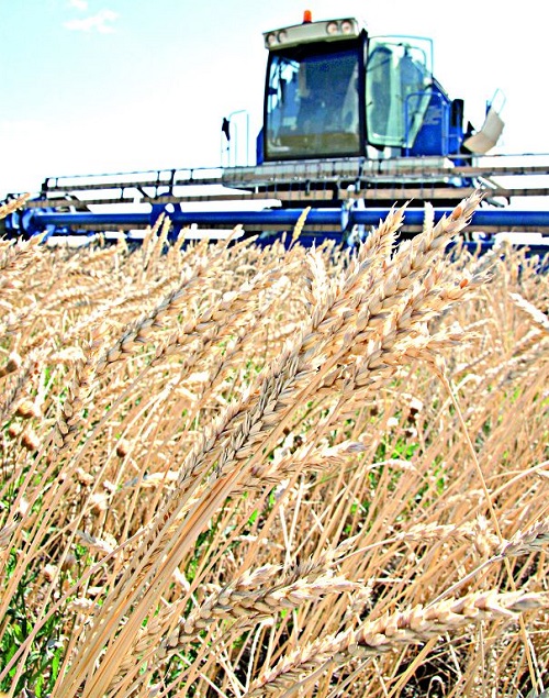 Dıqannyń keýseni mol, sharýanyń maly kúıli