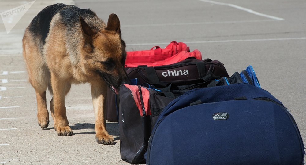 Izshil ıtter 300-den asa qylmys ashty