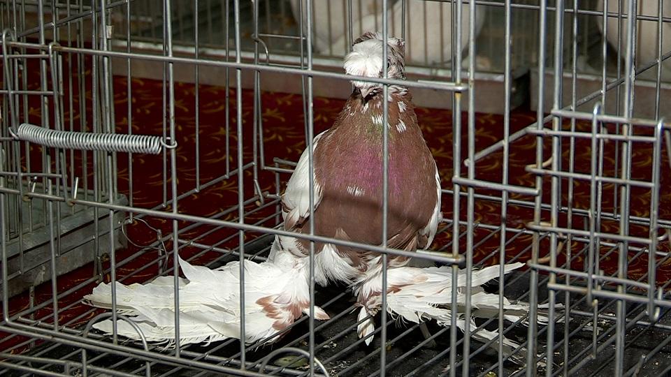 Shymkentte 5 000 000 teńgege baǵalanǵan kógershin kórmege qoıyldy