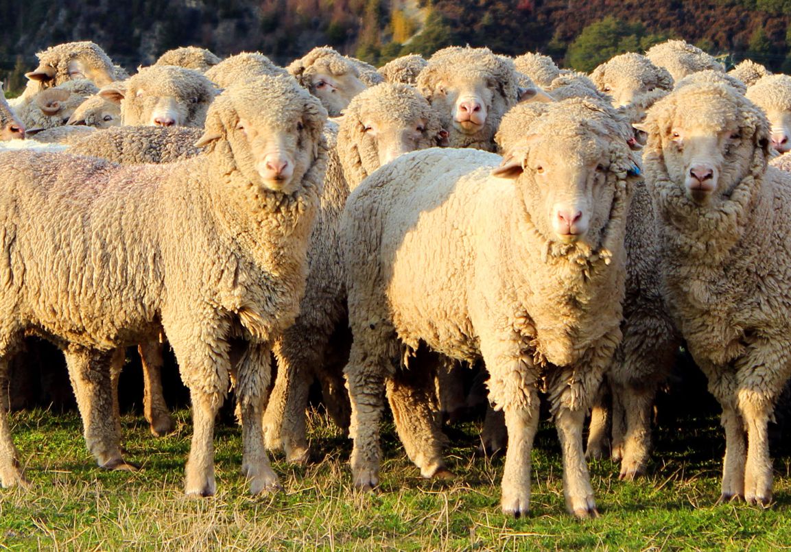 Jańaqorǵan aýdanynda 116 bas qoı belgisiz aýrýdan qyrylyp qaldy