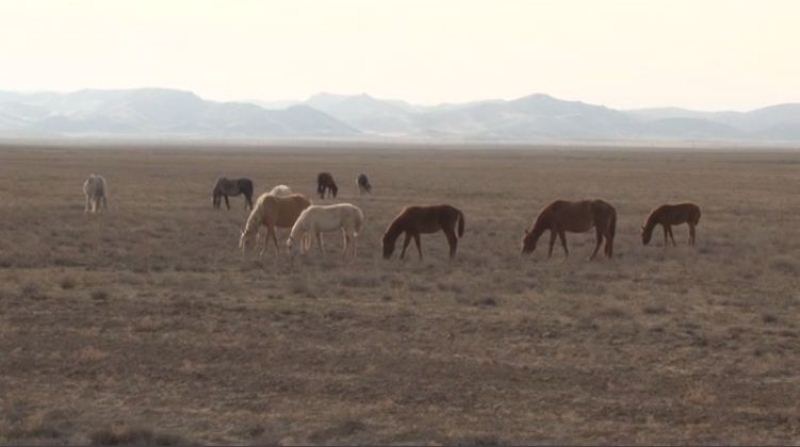 Qostanaılyq polıseıler jedel-profılaktıkalyq shara kezinde mal urlyǵyn ashty