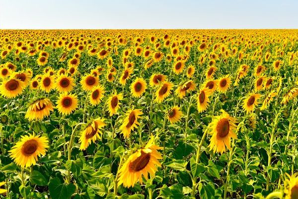 Soltústik Qazaqstanda 1 mıllıon tonnaǵa jýyq maıly daqyl jınaldy