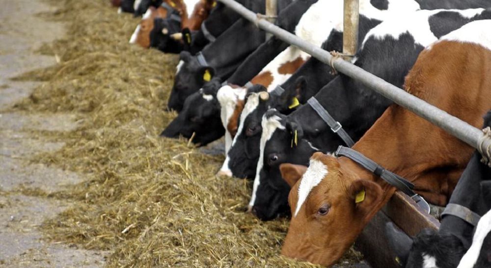 Shyǵys Qazaqstanda mal bordaqylaý alańdarynyń sany artýda