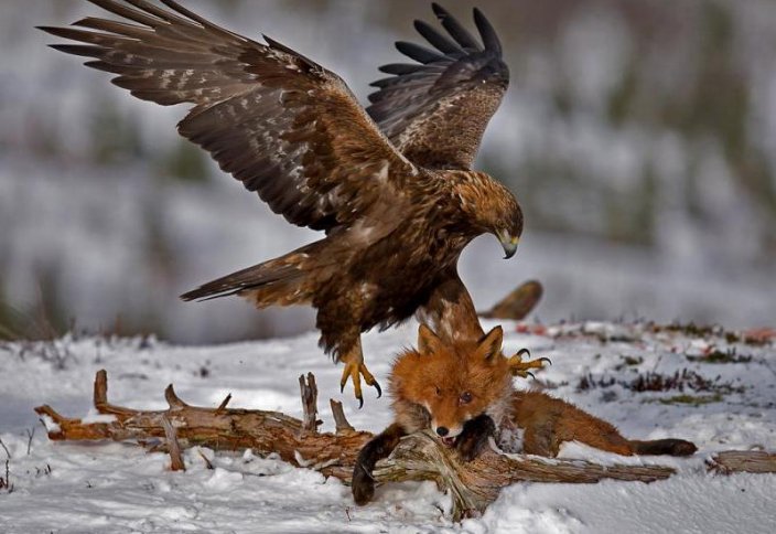 Túlkiniń kerýi (Búrkitshiniń áńgimesi)