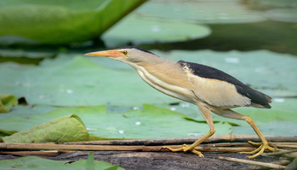  Áýlıeataǵa sırek kezdesetin áýpildek keldi