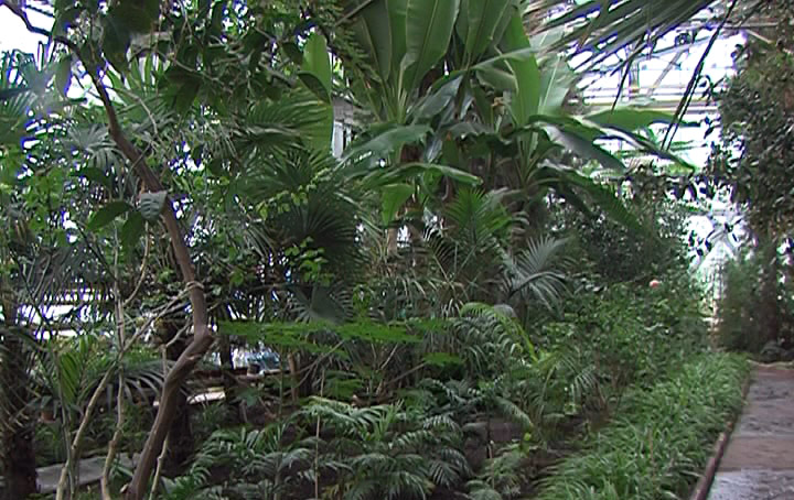 Petropavl botanıkalyq baǵynda agava gúl jardy