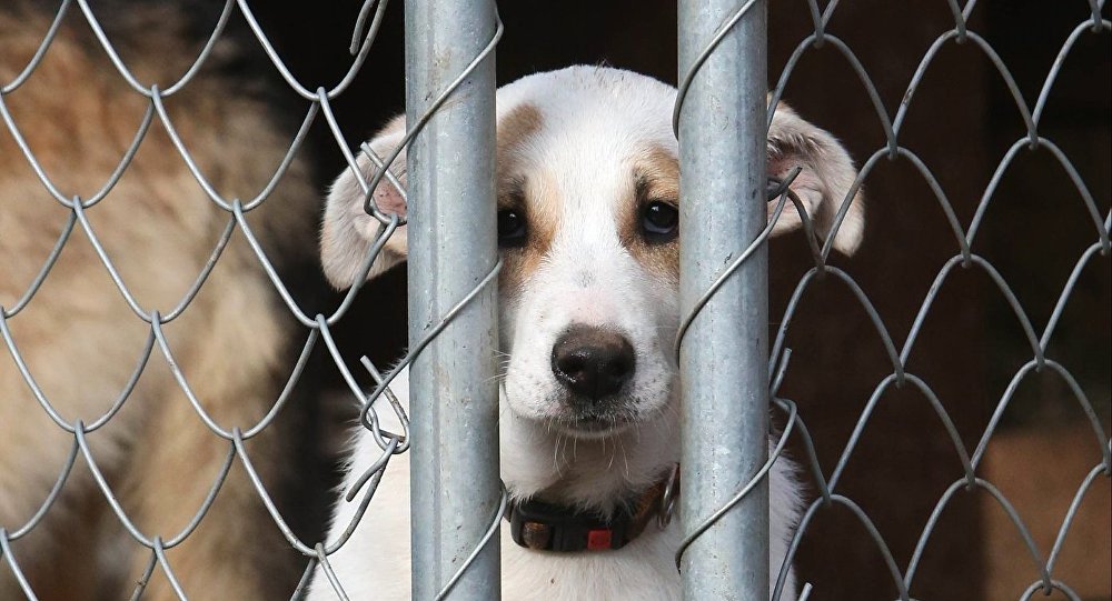 Pavlodar oblysynda 1500 myńdaı adam qańǵybas ıtter men mysyqtardan zardap shekken 