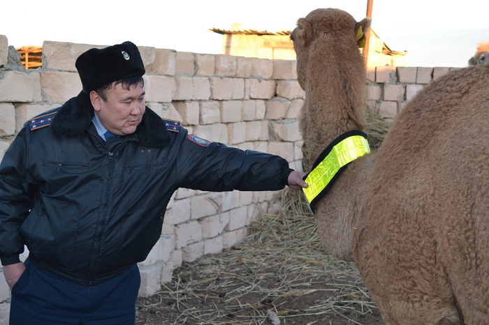 Mańǵystaýda «Jolda janýarǵa nazar aýdar!» aksııasy ótti