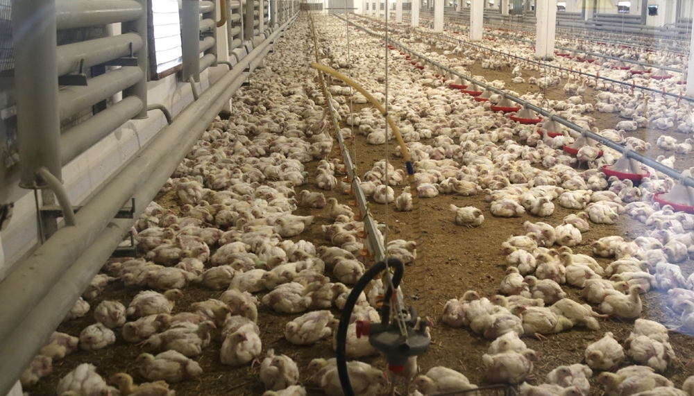 Qaraǵandynyń qus fabrıkalaryna 1,1 mlrd teńge sýbsıdııa berildi