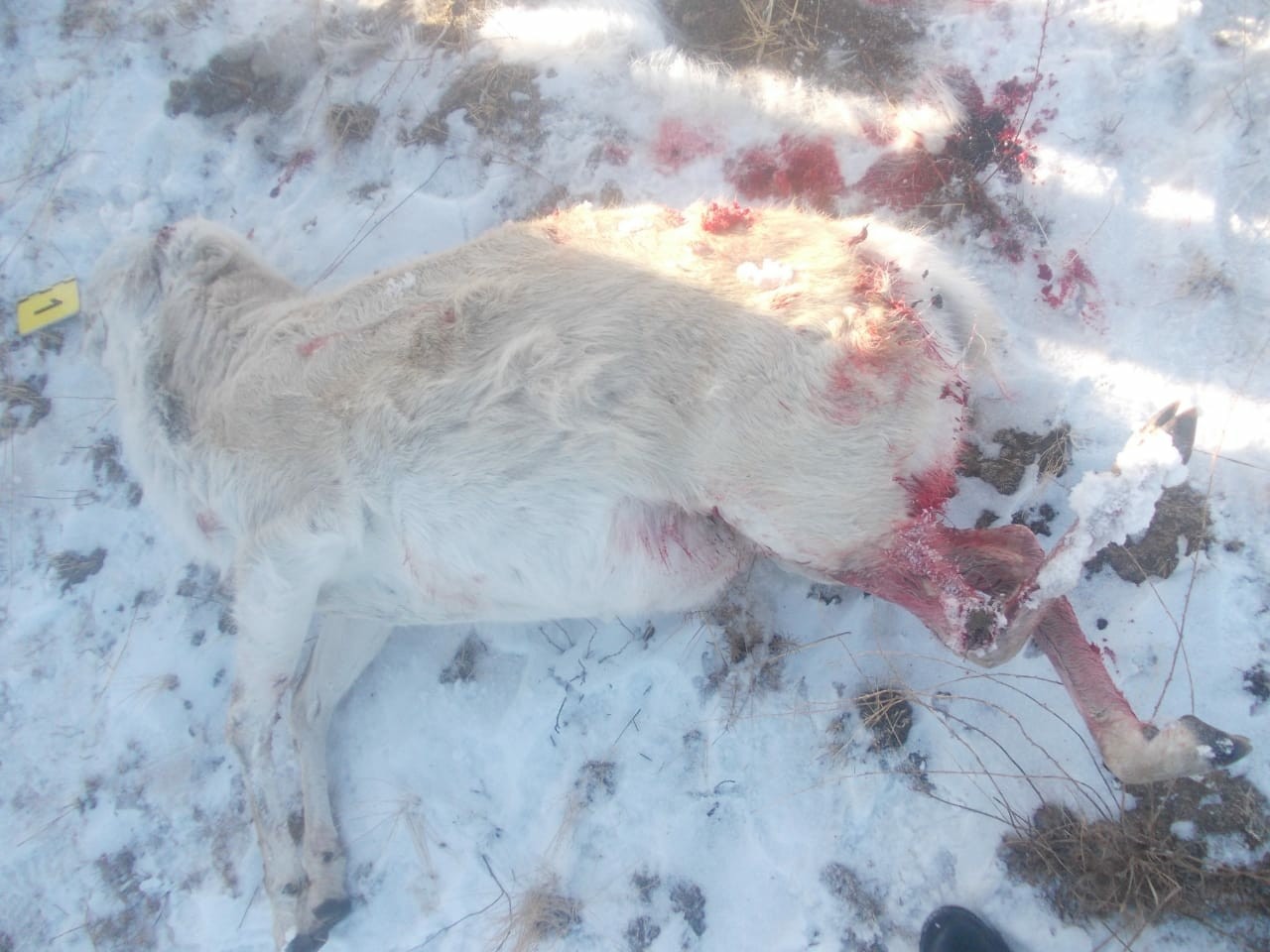 Qostanaıda tabıǵat qorǵaý polıseıleri kıik atqan qaskóıdi ustady