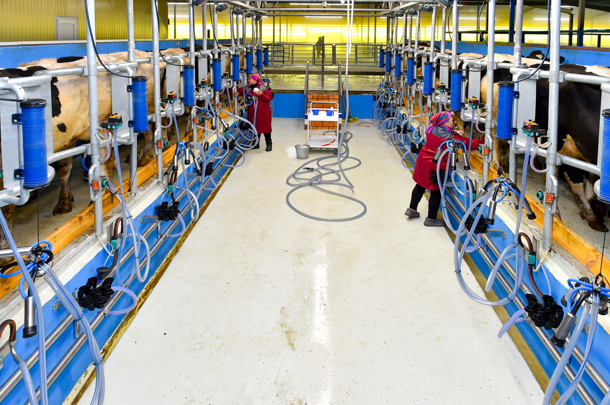 Soltústik Qazaqstanda jańa sút-taýar fermasy iske qosyldy