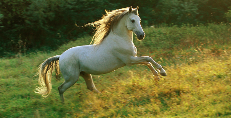 Sarybeldiń «saýmaly» Uly dalanyń utymdy jobasyna aınaldy