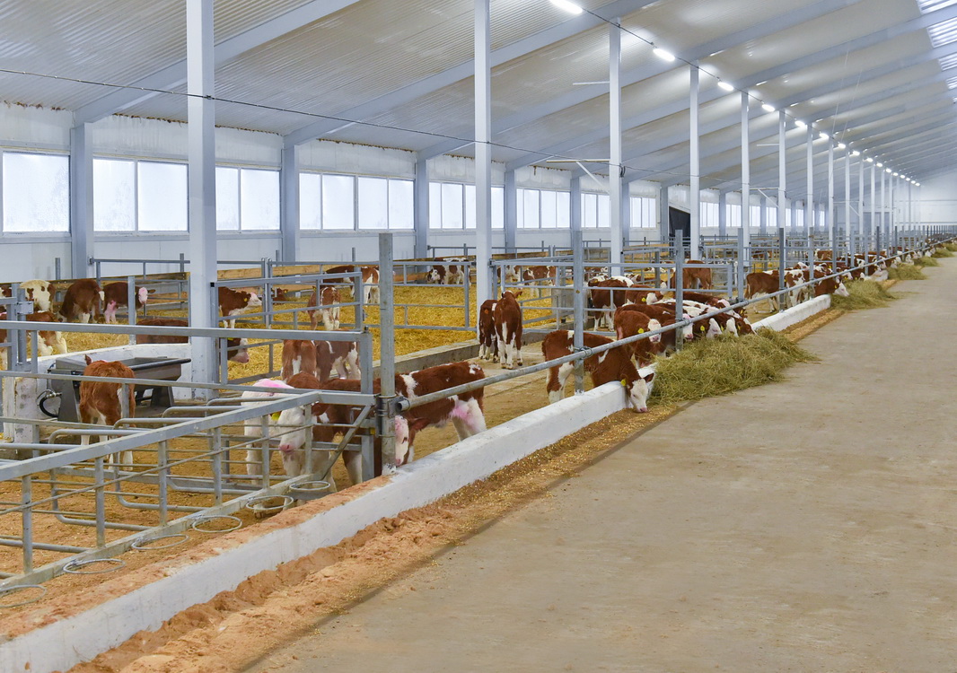 Soltústik Qazaqstanda sıfrly sút fermasy iske qosyldy