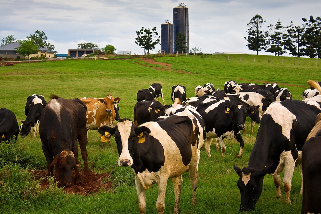 Merkide mal basy artyp keledi