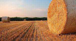 Agrarlyq salanyń jańa serpini