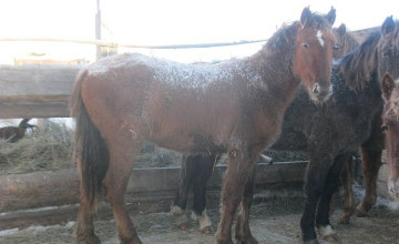 Qostanaıda óz aýyldasynyń jylqysyn urlaǵan barymtashylar ustaldy