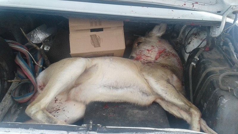 Qostanaıda elik atqandar ustaldy