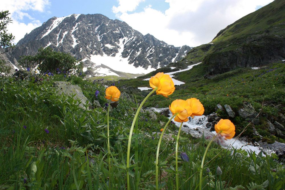 Altaıǵa kel, aǵaıyn!