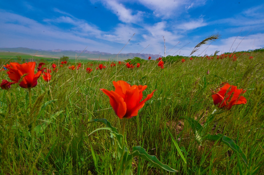 Álemdik órkenıetke qosqan úles