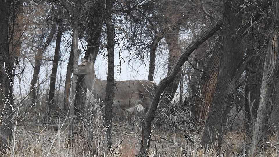 Balqash kóli mańyna buqar buǵysy oraldy