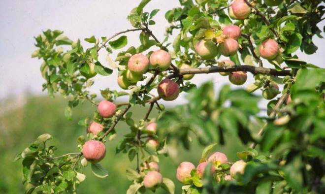 Aýylda alma kóp edi...