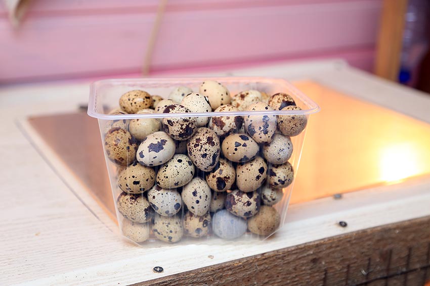 Saqtaǵannyń jumyrtqalary laıkqa zárý emes