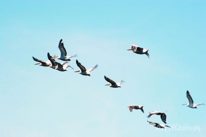 «Qustar áni» «Totynyń qoshtasýynan» bastalǵan
