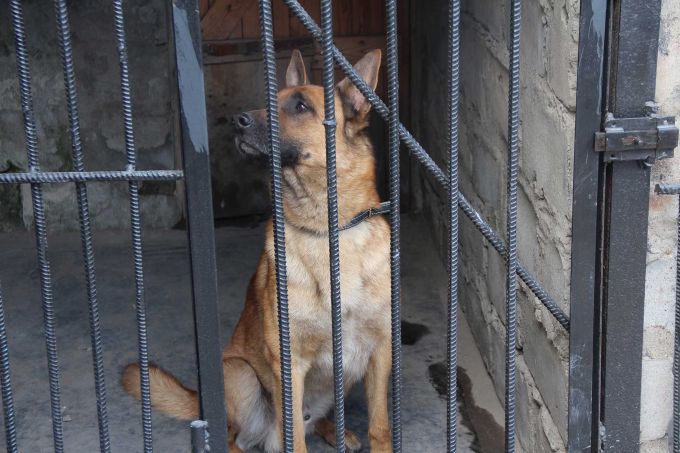 Pavlodar oblysynda ıtterdiń kómegimen 200-den astam qylmys ashylǵan