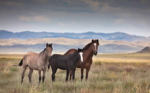 Rýhanı serpilistiń jańa kezeńi