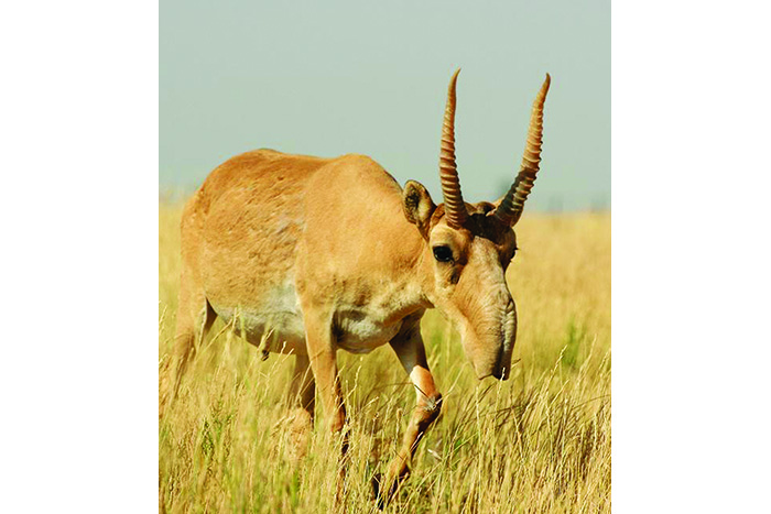 Sáken Seıfýllın. Aqsaq kıik