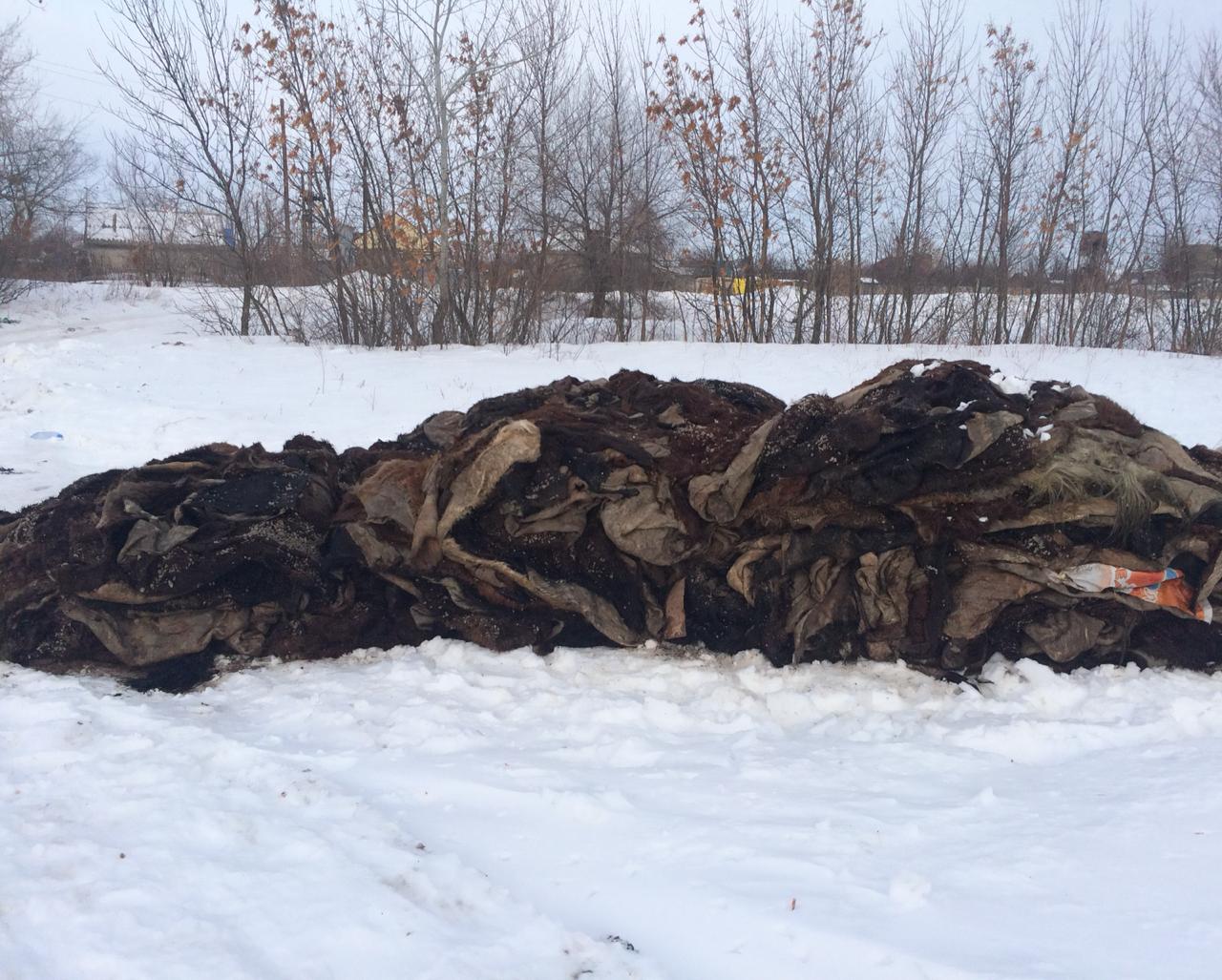 Oralda ózen ańǵaryna 6 tonna sıyr terisin tókkender anyqtaldy