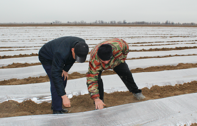 Maqtaaral aýdanynda dıqanshylyq bastaldy